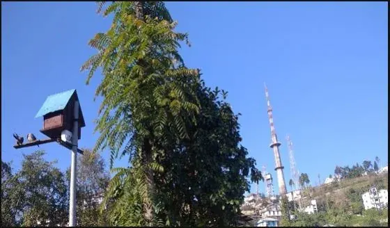 A birdhouse among the trees, with the Kohima television tower behind